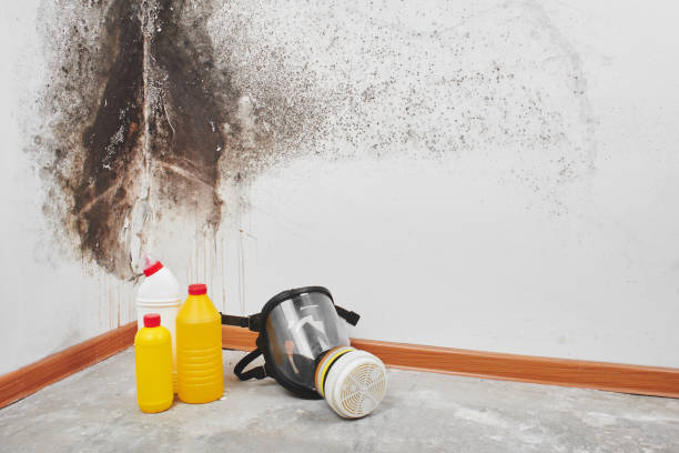 Best Certified Mold Removal  in Pocono Woodland Lakes, PA