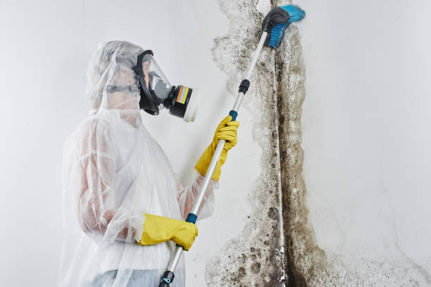 Best Same-Day Mold Removal  in Pocono Woodland Lakes, PA