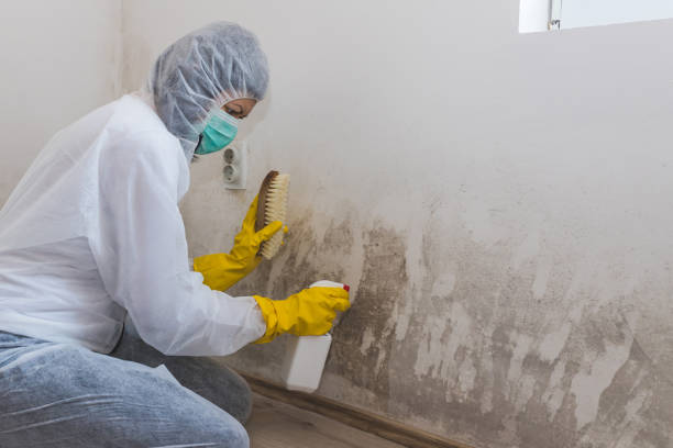 Best Emergency Mold Removal  in Pocono Woodland Lakes, PA