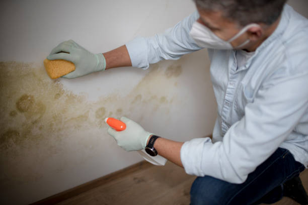 Best Mold Testing  in Pocono Woodland Lakes, PA
