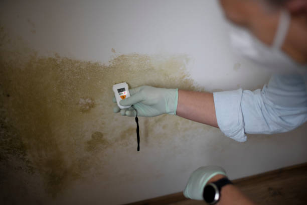 Best Fast Mold Removal  in Pocono Woodland Lakes, PA