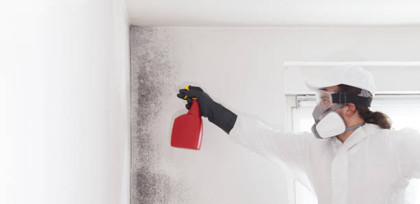 Best Same-Day Mold Removal  in Pocono Woodland Lakes, PA
