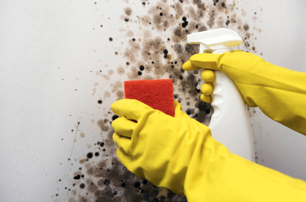 Best Residential Mold Removal  in Pocono Woodland Lakes, PA