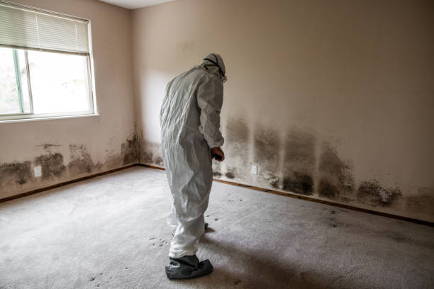 Home Mold Removal in Pocono Woodland Lakes, PA