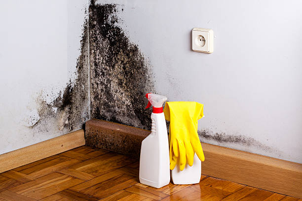 Best Mold Removal Near Me  in Pocono Woodland Lakes, PA