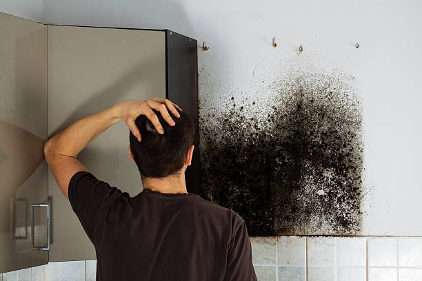 Best Professional Mold Removal  in Pocono Woodland Lakes, PA