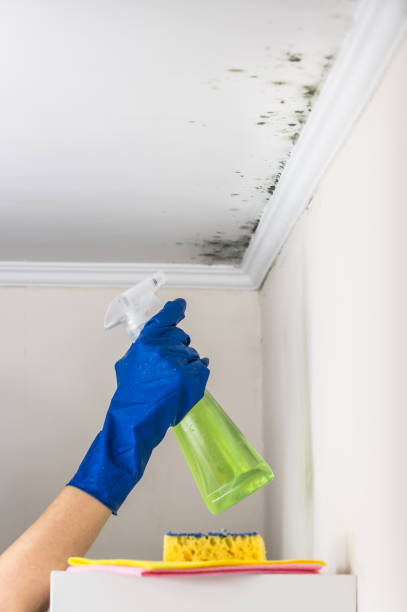 Best Mold Cleaning Services  in Pocono Woodland Lakes, PA