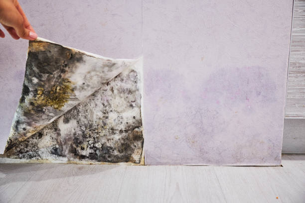 Best Local Mold Removal Service  in Pocono Woodland Lakes, PA